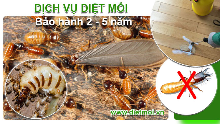 Công Ty Diệt Mối Trần Anh Nơi Diệt Mối Uy Tín